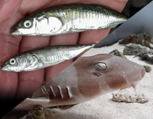 ゲノムで迫る動物の多様性の不思議