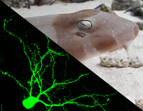 複雑な生命現象を紐解く