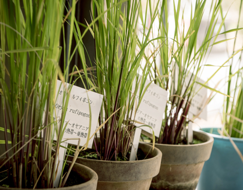 遺伝研の野生イネ