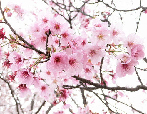 サクラん坊の部屋