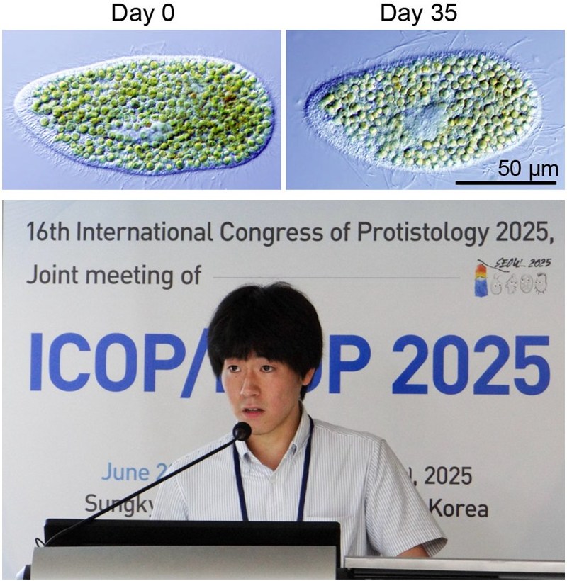 ミドリゾウリムシの顕微鏡写真と研究成果を国際学会で紹介する大学院生の岡田さん