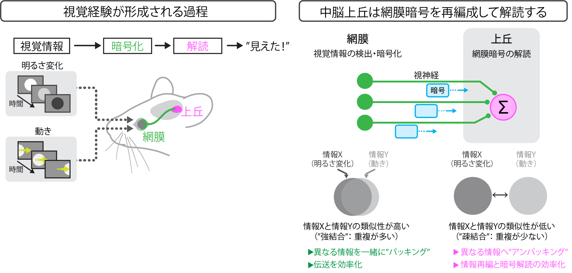 眼は脳に何を伝えるか── 網膜からの暗号情報を脳が解読する仕組みを解明