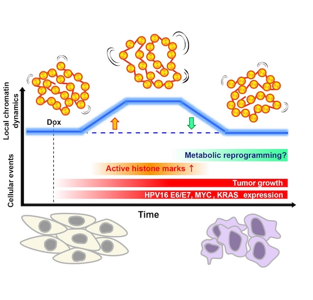 細胞のがん化によって変化するクロマチン動態