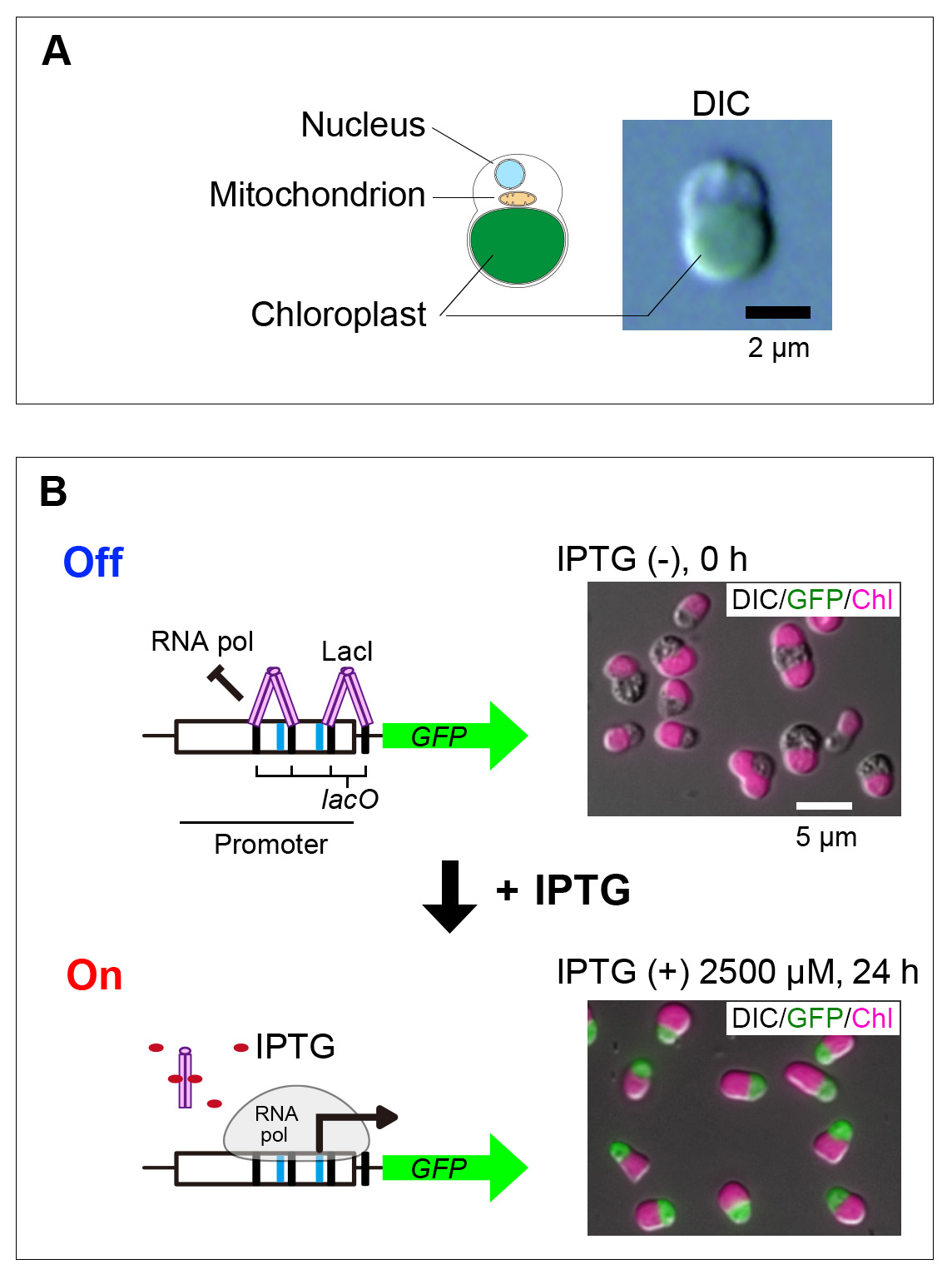 微細藻類で遺伝子を自在にオン・オフできる方法を開発