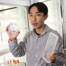 Mitochondria and chloroplasts: mystery of symbiosis and evolution of cells of different species